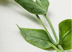 Натуральные компоненты