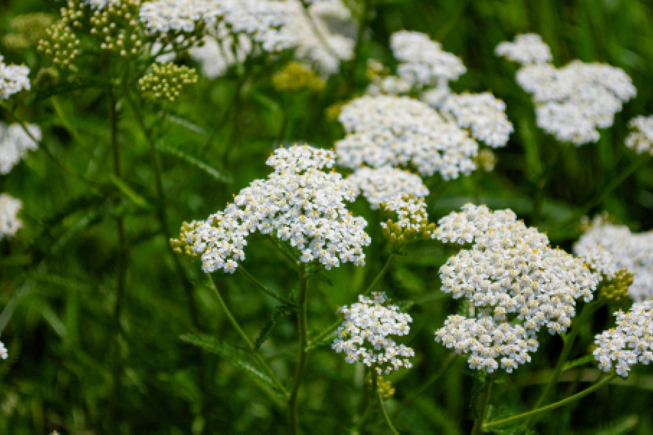 Экстракт тысячелистника